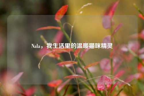 Nala，我生活里的温暖猫咪精灵
