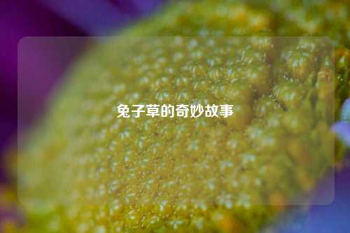 兔子草的奇妙故事