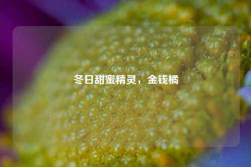 冬日甜蜜精灵，金钱橘