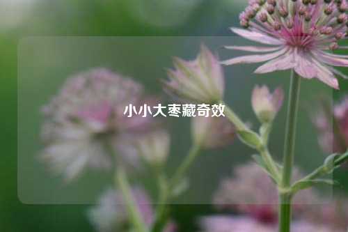 小小大枣藏奇效