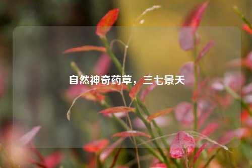 自然神奇药草，三七景天