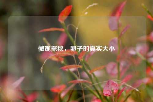 微观探秘，卵子的真实大小