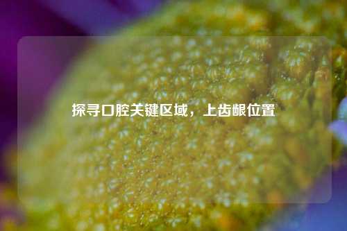 探寻口腔关键区域,上齿龈位置