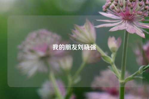 我的朋友刘晓强